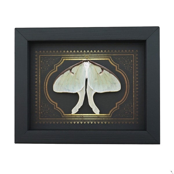 Real Framed Luna Moth Gothic Border Actias luna Resting Taxidermy Display