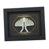 Real Framed Luna Moth Gothic Border Actias luna Resting Taxidermy Display