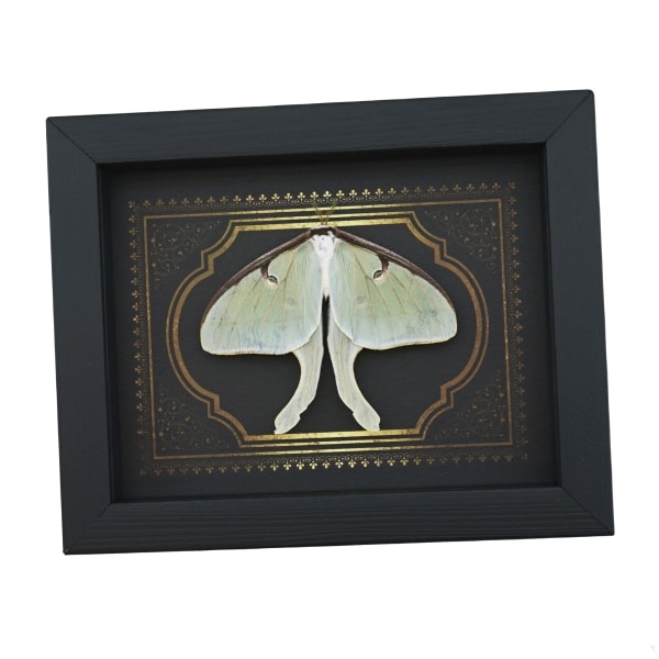 Real Framed Luna Moth Gothic Border Actias luna Resting Taxidermy Display