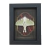 Real Framed Luna Moth Gothic Red Gold Border Actias luna Resting Taxidermy Display