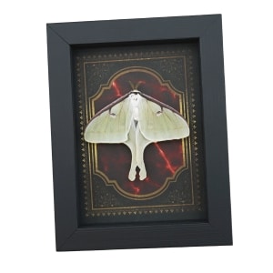 Real Framed Luna Moth Gothic Red Gold Border Actias luna Resting Taxidermy Display