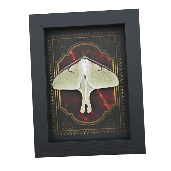 Real Framed Luna Moth Gothic Red Gold Border Actias luna Resting Taxidermy Display