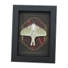 Real Framed Luna Moth Gothic Red Gold Border Actias luna Resting Taxidermy Display