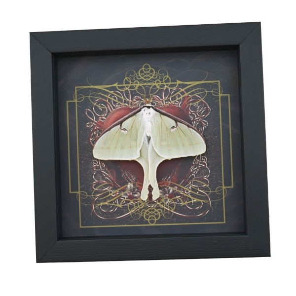 Real Framed Luna Moth Gothic Red Heart Actias luna Resting Taxidermy Display