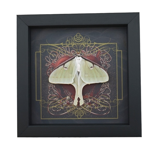 Real Framed Luna Moth Gothic Red Heart Actias luna Resting Taxidermy Display