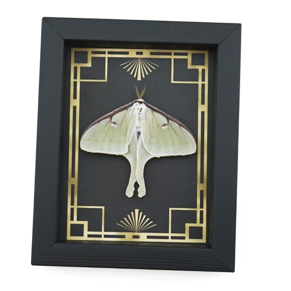 Real Framed Luna Moth Art Deco Border Actias luna Resting Taxidermy Display