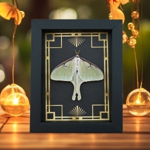 Real Framed Luna Moth Art Deco Border Actias luna Resting Taxidermy Display