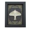 Real Framed Luna Moth Art Deco Golden Scrolls Actias luna Resting Taxidermy Display