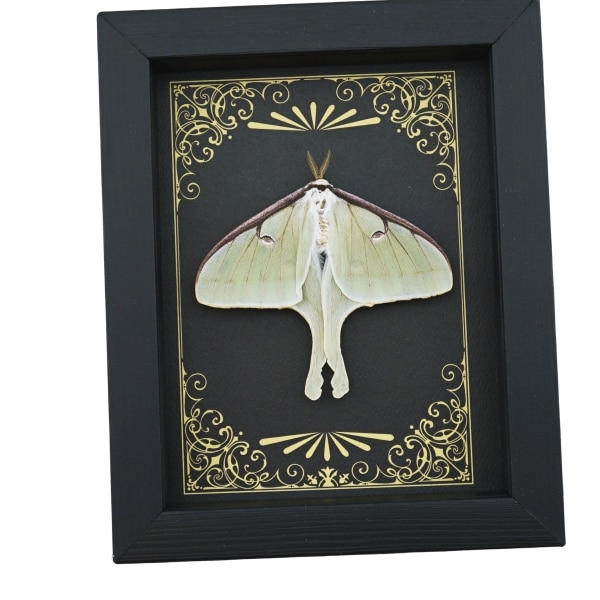 Real Framed Luna Moth Art Deco Golden Scrolls Actias luna Resting Taxidermy Display