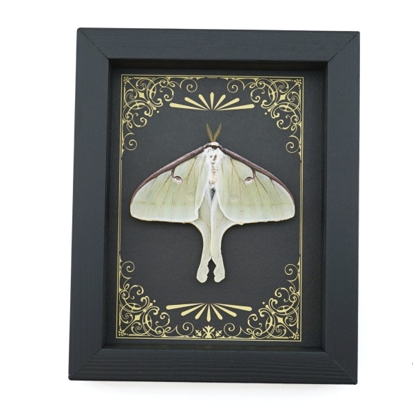 Real Framed Luna Moth Art Deco Golden Scrolls Actias luna Resting Taxidermy Display
