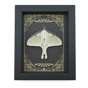 Real Framed Luna Moth Art Deco Golden Scrolls Actias luna Resting Taxidermy Display