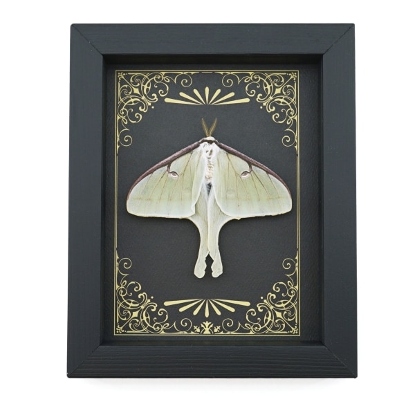 Real Framed Luna Moth Art Deco Golden Scrolls Actias luna Resting Taxidermy Display