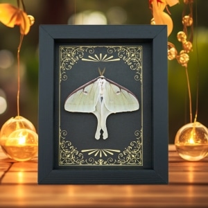 Real Framed Luna Moth Art Deco Golden Scrolls Actias luna Resting Taxidermy Display