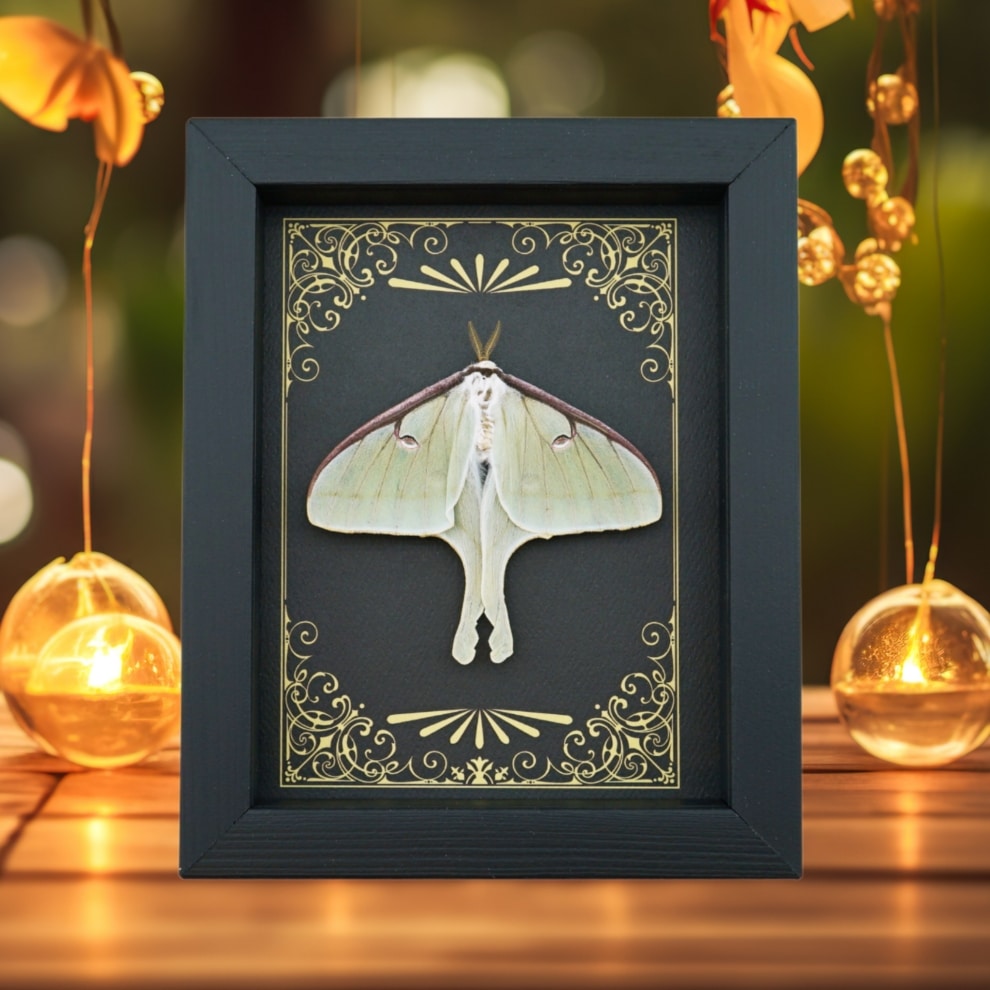 Real Framed Luna Moth Art Deco Golden Scrolls Actias luna Resting Taxidermy Display