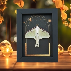 Real Luna Moth Gothic Sun Moon Stars Actias luna Resting Framed Taxidermy