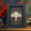 Real Framed Luna Moth Gothic Red Gold Border Actias luna Resting Taxidermy Display
