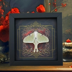Real Framed Luna Moth Gothic Red Heart Actias luna Resting Taxidermy Display