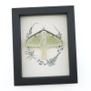 Real Framed Luna Moth Ferns Actias luna Resting Taxidermy Display