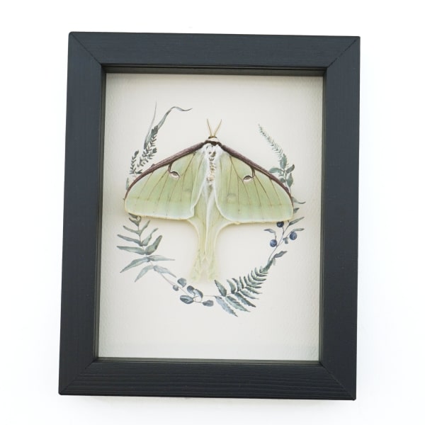 Real Framed Luna Moth Ferns Actias luna Resting Taxidermy Display