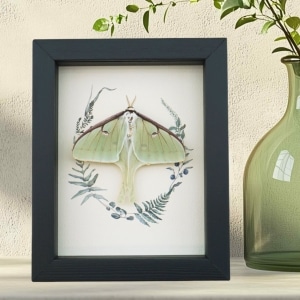 Real Framed Luna Moth Ferns Actias luna Resting Taxidermy Display