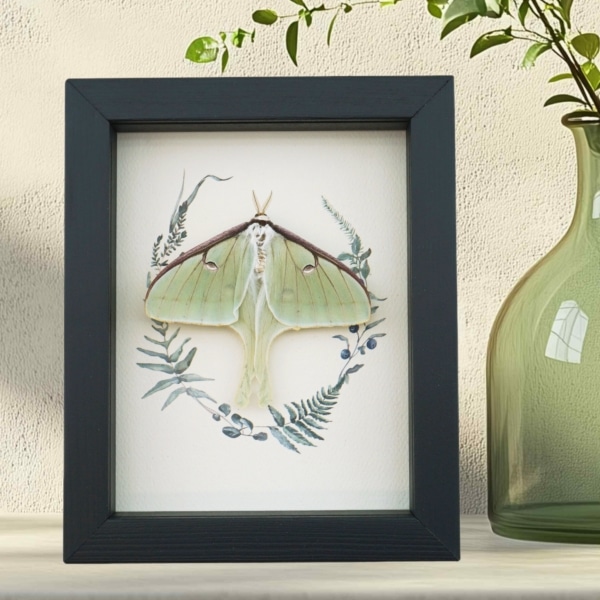 Real Framed Luna Moth Ferns Actias luna Resting Taxidermy Display