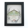 Real Framed Luna Moth Ferns Mushrooms Actias luna Resting Taxidermy Display