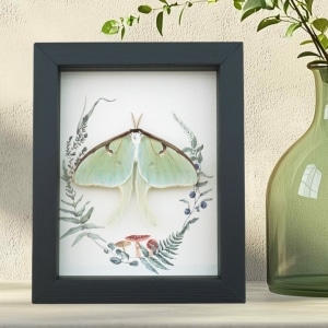 Real Framed Luna Moth Ferns Mushrooms Actias luna Resting Taxidermy Display