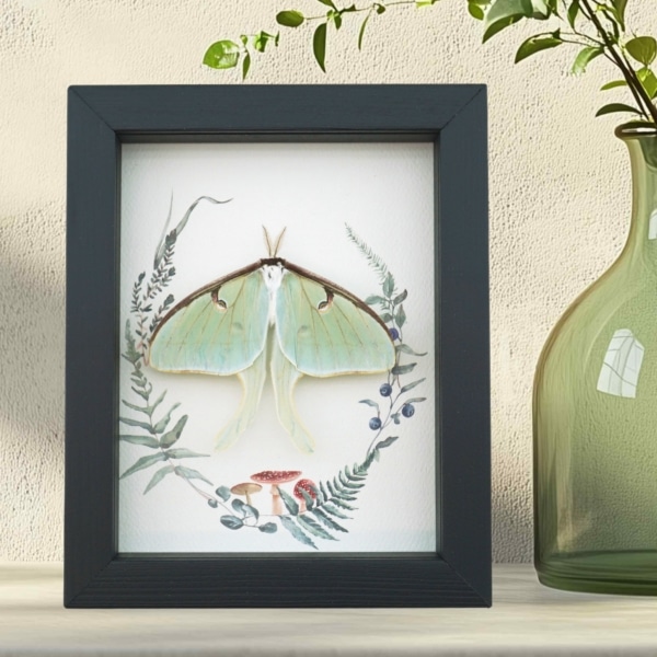 Real Framed Luna Moth Ferns Mushrooms Actias luna Resting Taxidermy Display