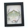 Real Framed Luna Moth Ferns Mushrooms Actias luna Resting Taxidermy Display