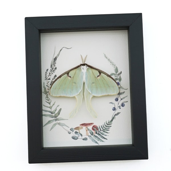 Real Framed Luna Moth Ferns Mushrooms Actias luna Resting Taxidermy Display