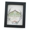 Real Framed Luna Moth Ferns Mushrooms Actias luna Resting Taxidermy Display