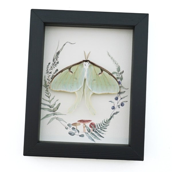 Real Framed Luna Moth Ferns Mushrooms Actias luna Resting Taxidermy Display