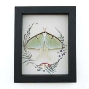 Real Framed Luna Moth Ferns Mushrooms Actias luna Resting Taxidermy Display