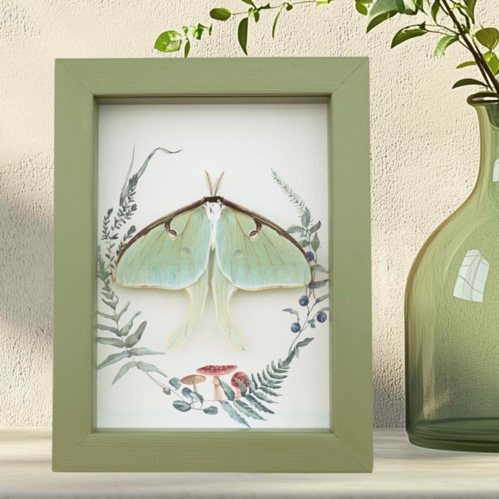 Real Framed Luna Moth Sage Green Ferns Mushrooms Actias luna Resting Taxidermy Display Real Framed Luna Moth Sage Green Ferns Mushrooms Actias luna Resting Taxidermy Display