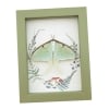 Real Framed Luna Moth Sage Green Ferns Mushrooms Actias luna Resting Taxidermy Display