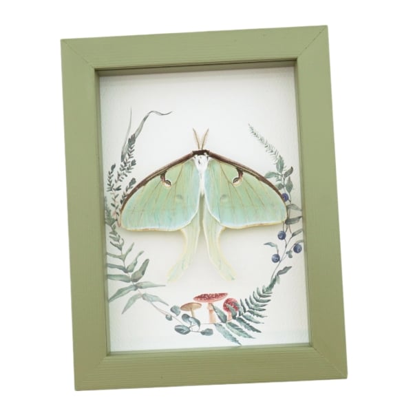 Real Framed Luna Moth Sage Green Ferns Mushrooms Actias luna Resting Taxidermy Display
