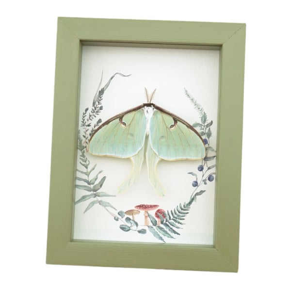 Real Framed Luna Moth Sage Green Ferns Mushrooms Actias luna Resting Taxidermy Display