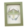 Real Framed Luna Moth Sage Green Ferns Actias luna Resting Taxidermy Display