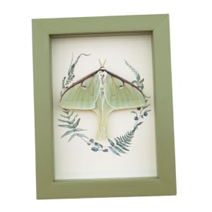 Real Framed Luna Moth Sage Green Ferns Actias luna Resting Taxidermy Display