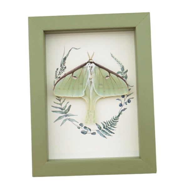 Real Framed Luna Moth Sage Green Ferns Actias luna Resting Taxidermy Display
