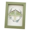 Real Framed Luna Moth Sage Green Ferns Actias luna Resting Taxidermy Display