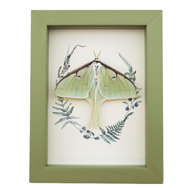 Real Framed Luna Moth Sage Green Ferns Actias luna Resting Taxidermy Display