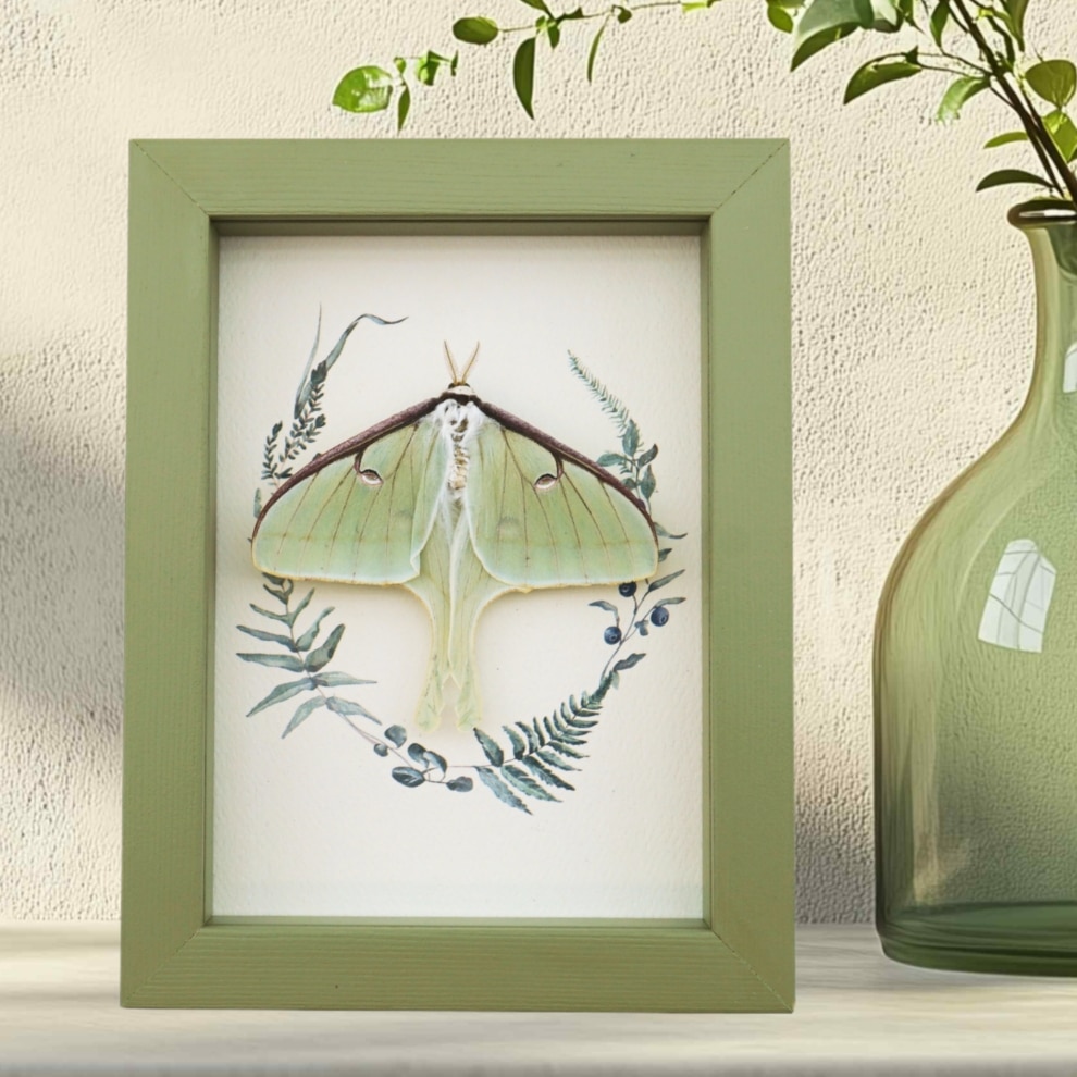 Real Framed Luna Moth Sage Green Ferns Actias luna Resting Taxidermy Display