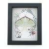 Real Framed Luna Moth Ferns Mushrooms Actias luna Resting Taxidermy Display