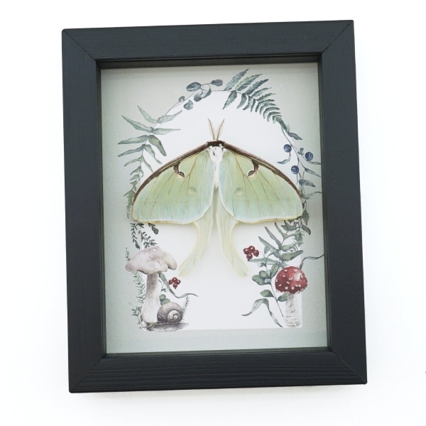 Real Framed Luna Moth Ferns Mushrooms Actias luna Resting Taxidermy Display
