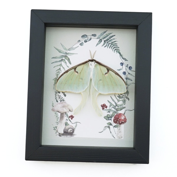 Real Framed Luna Moth Ferns Mushrooms Actias luna Resting Taxidermy Display