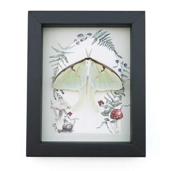 Real Framed Luna Moth Ferns Mushrooms Actias luna Resting Taxidermy Display