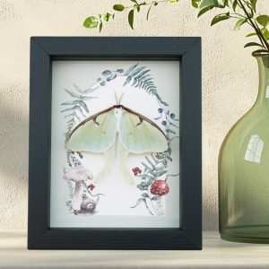 Real Framed Luna Moth Ferns Mushrooms Actias luna Resting Taxidermy Display