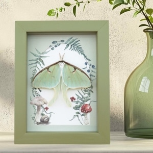 Real Framed Luna Moth Sage Green Ferns Actias luna Resting Taxidermy Display