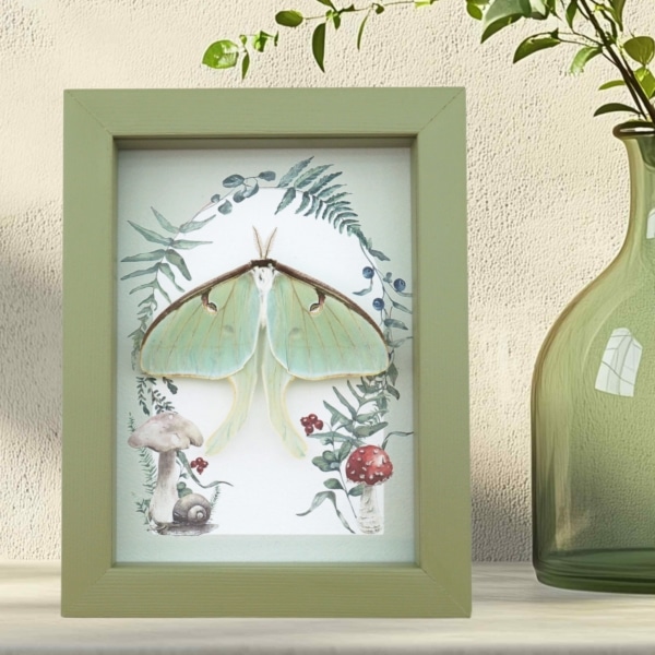 Real Framed Luna Moth Sage Green Ferns Actias luna Resting Taxidermy Display Real Framed Luna Moth Sage Green Ferns Actias luna Resting Taxidermy Display